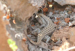 Image de Trachylepis brevicollis (Wiegmann 1837)