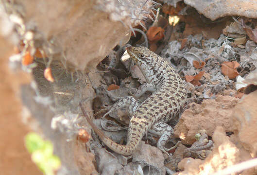 Image of Short-necked Skink