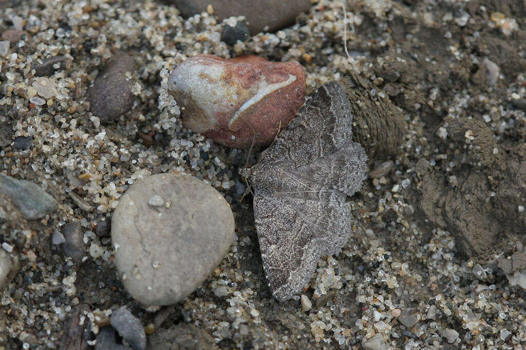 Image of Dusty Lined Matigramma