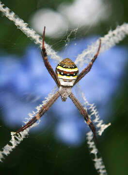 Imagem de Argiope keyserlingi Karsch 1878