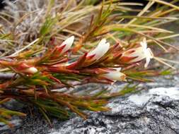 Image of Dracophyllum pronum W. R. B. Oliver