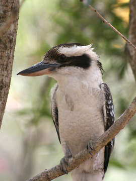 Image of Kookaburra