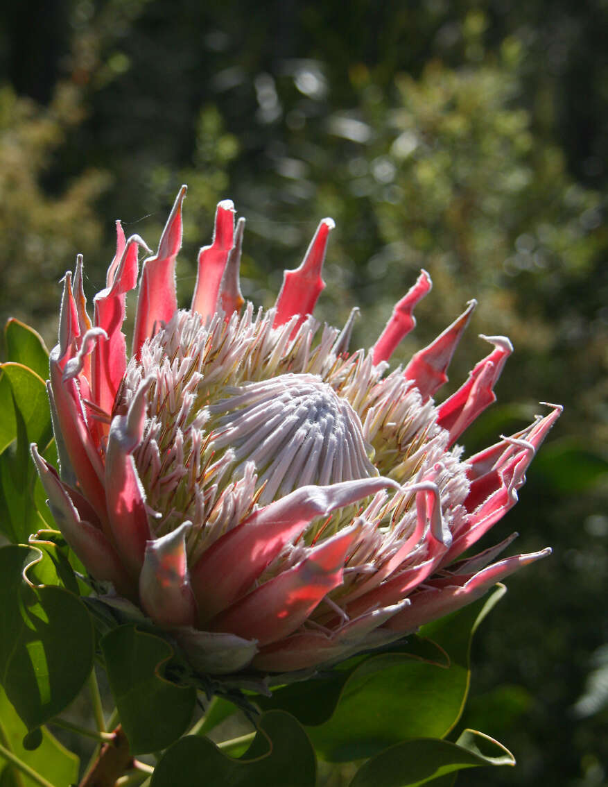 Imagem de Protea cynaroides (L.) L.