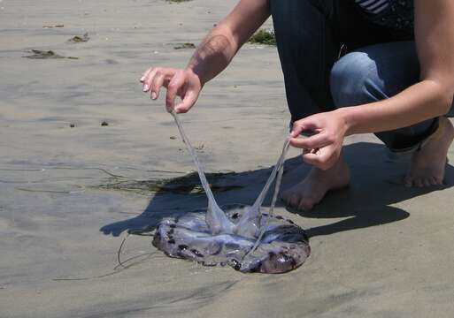 Image of purple-striped jellyfish