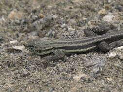 Image of Four-banded Pacific Iguana