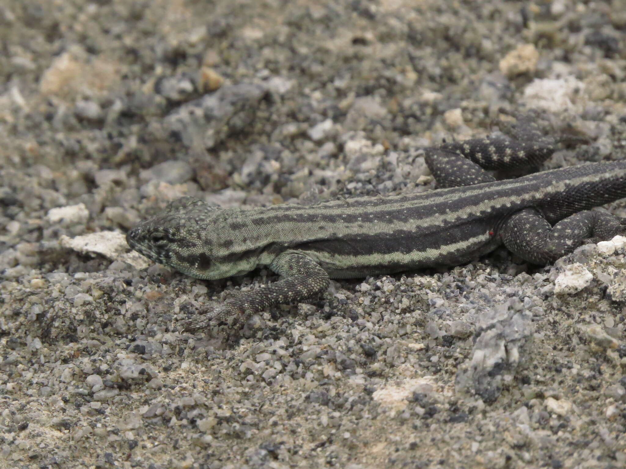 Image of Four-banded Pacific Iguana