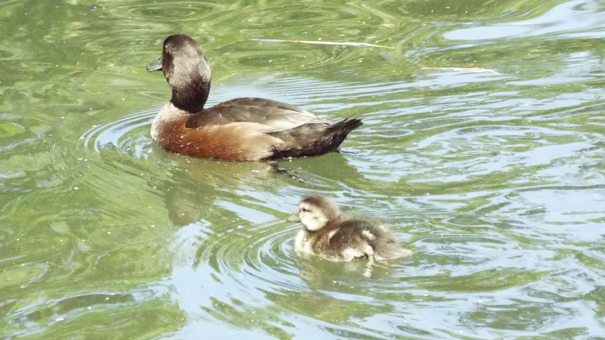 Image of New Zealand Scaup