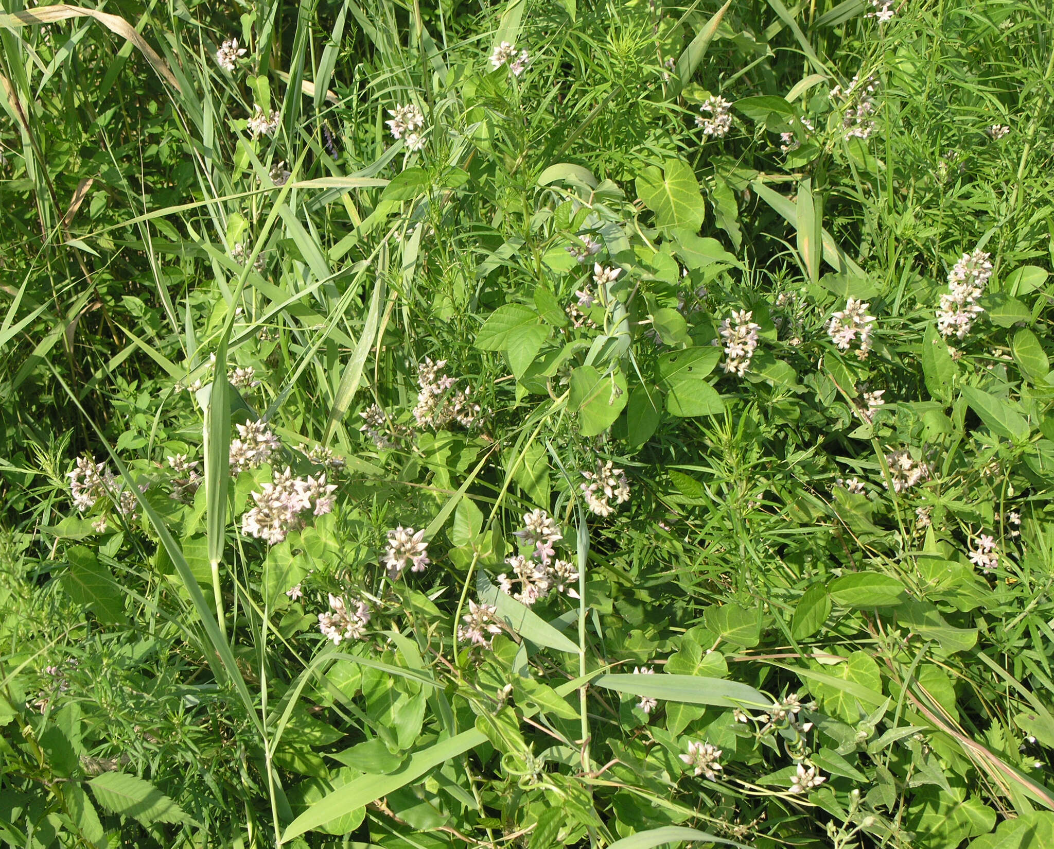 Image of Cynanchum rostellatum (Turcz.) Liede & Khanum