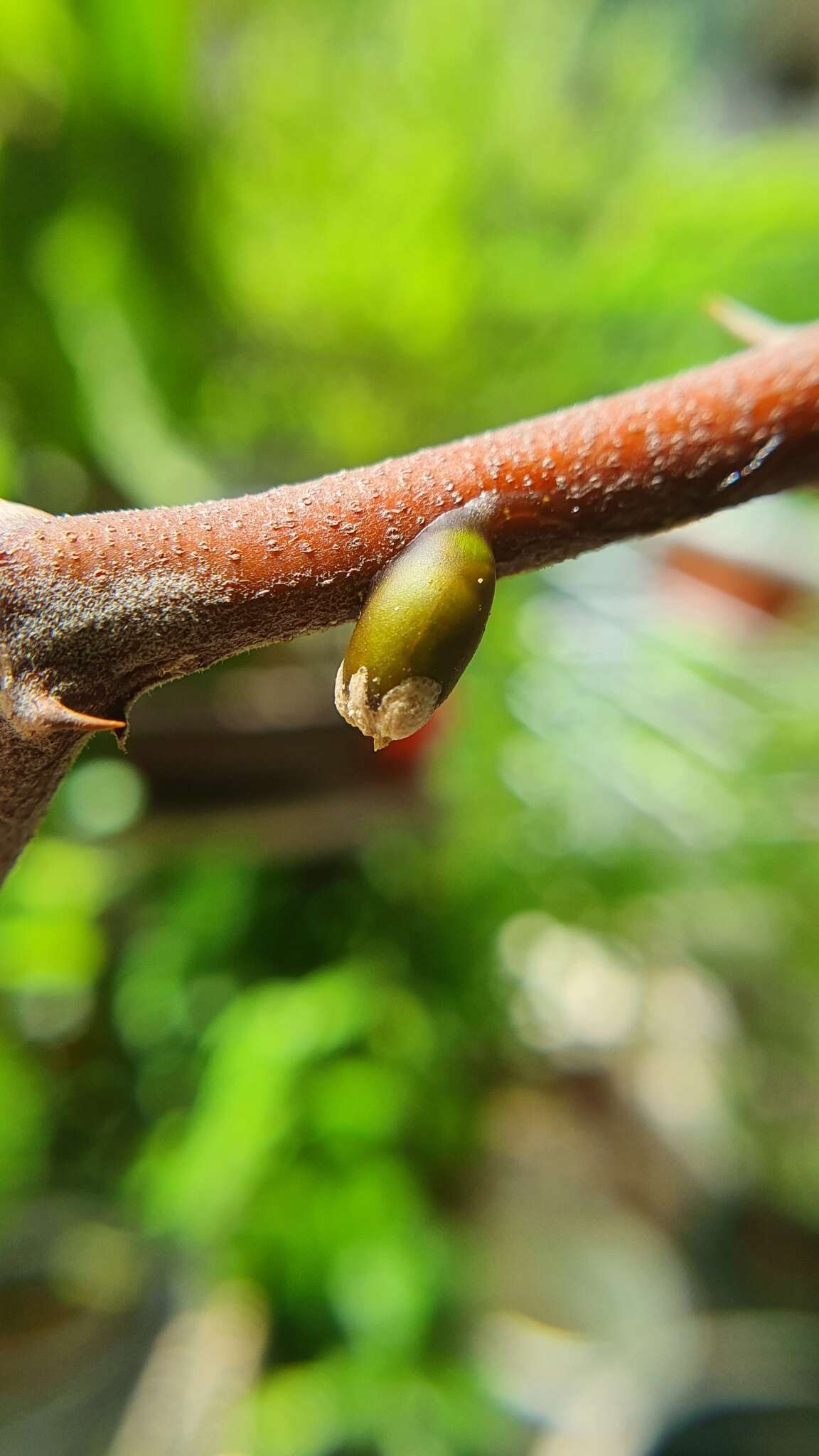 Image of Taxillus chinensis (DC.) Danser