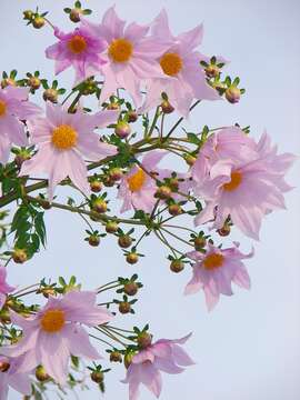 Image of Tree dahlia