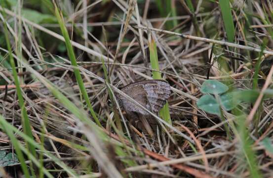 Image of Autumn Ringlet