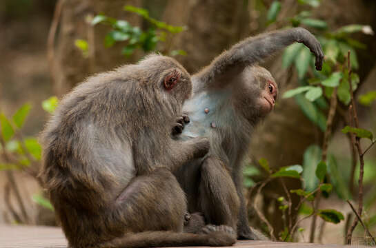 Image of Taiwan macaque