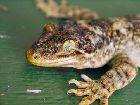 Image of Duvaucel's gecko