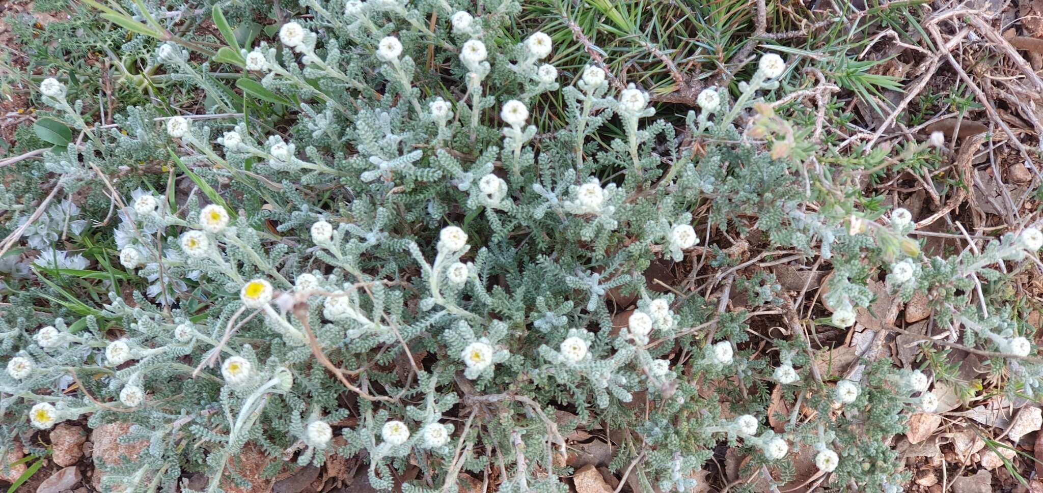 Image of African lavender-cotton