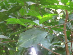 Image of Pleuranthodendron