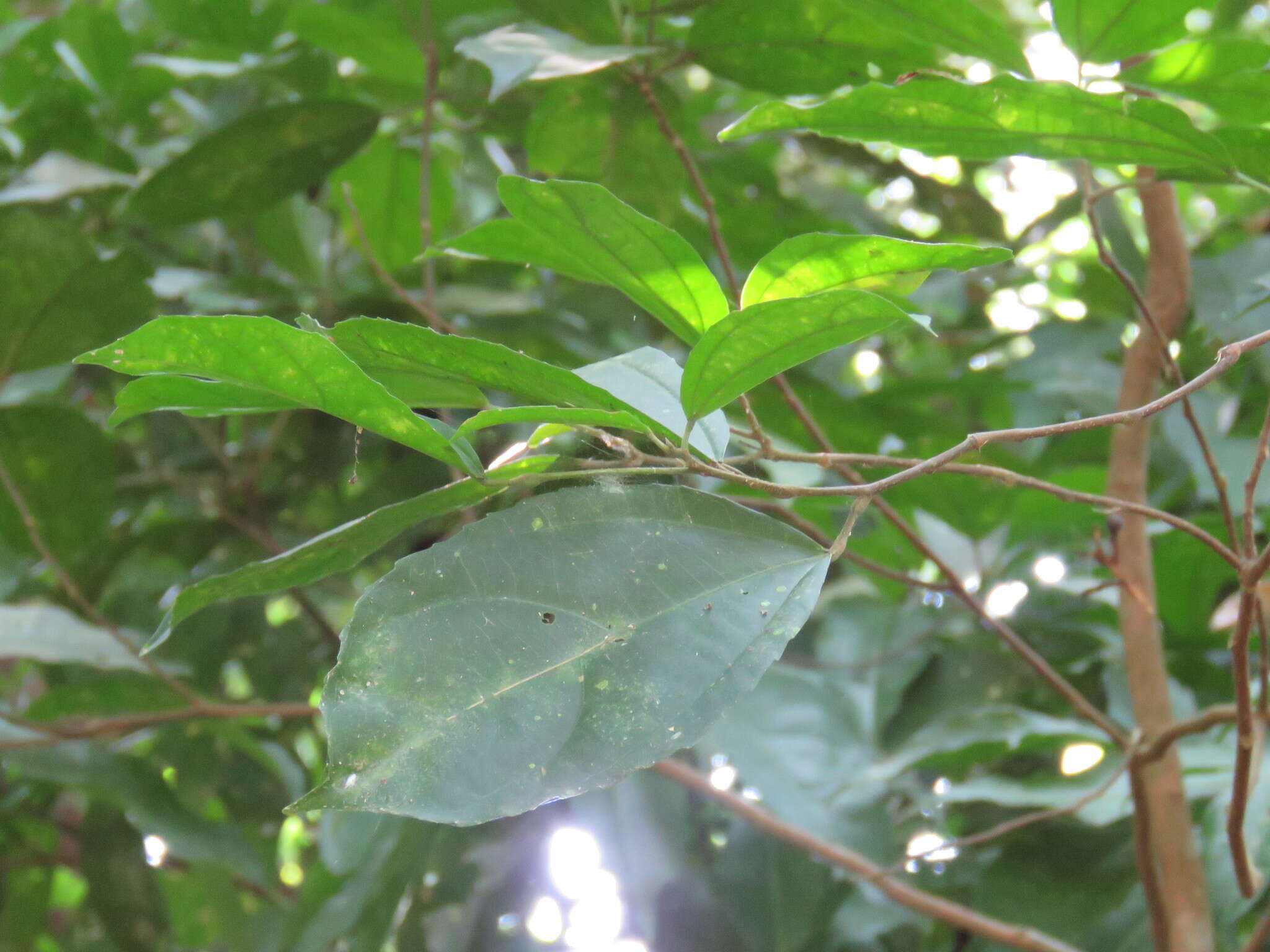 Image of Pleuranthodendron