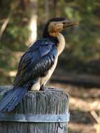 Image of Little Pied Cormorant