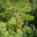 صورة Carex atlantica subsp. atlantica