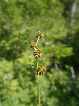 Carex atlantica subsp. atlantica的圖片