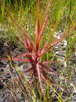 Image of Roridula gorgonias Planch.