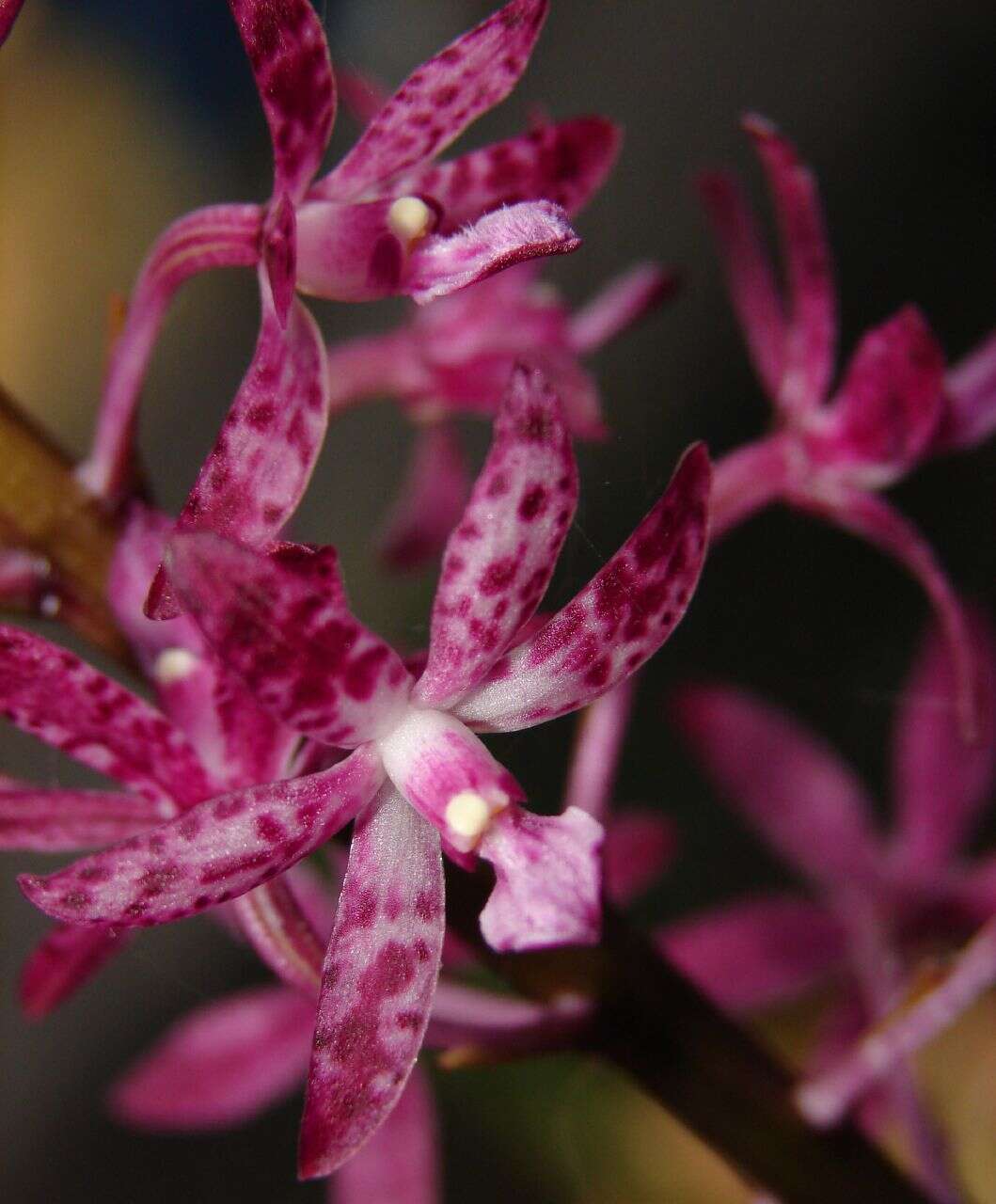 Image of Blotched Hyacinth-orchid