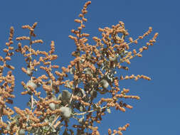 Image of bluegreen saltbush