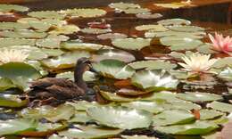 Image of Grey Duck