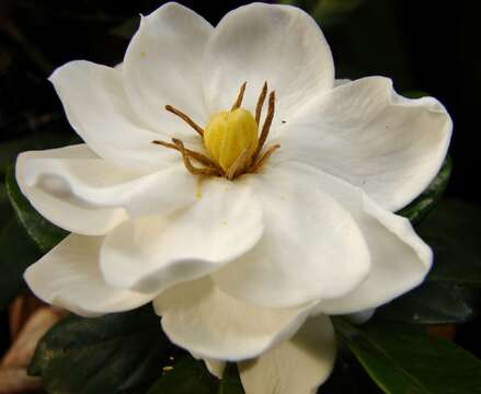 Image of Cape jasmine