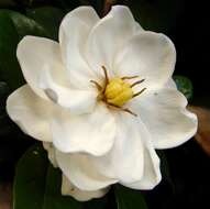 Image of Cape jasmine