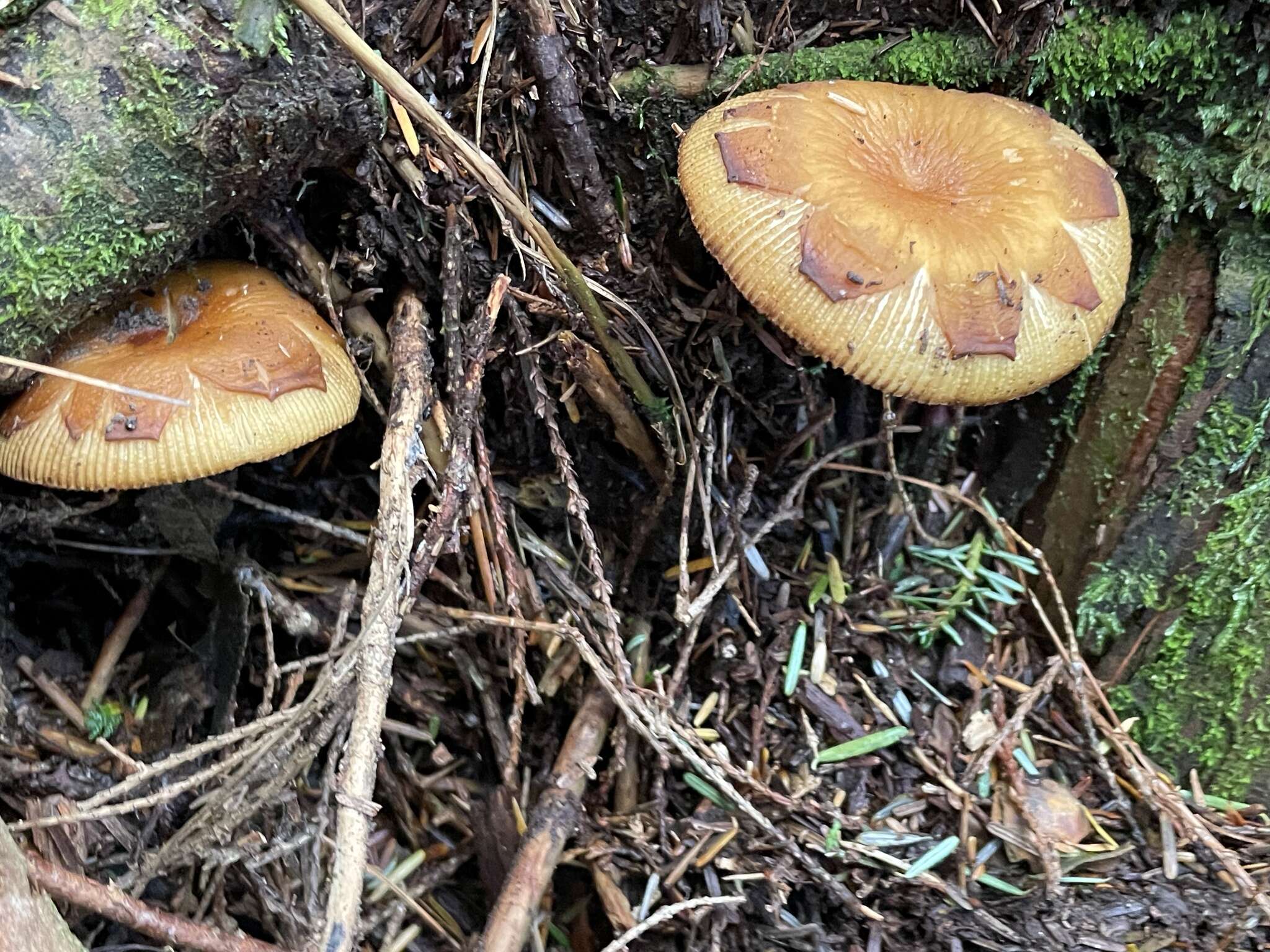 Image of Russula senecis S. Imai 1938