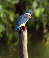 Image of Common Kingfisher