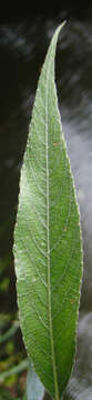 Image of White Willow