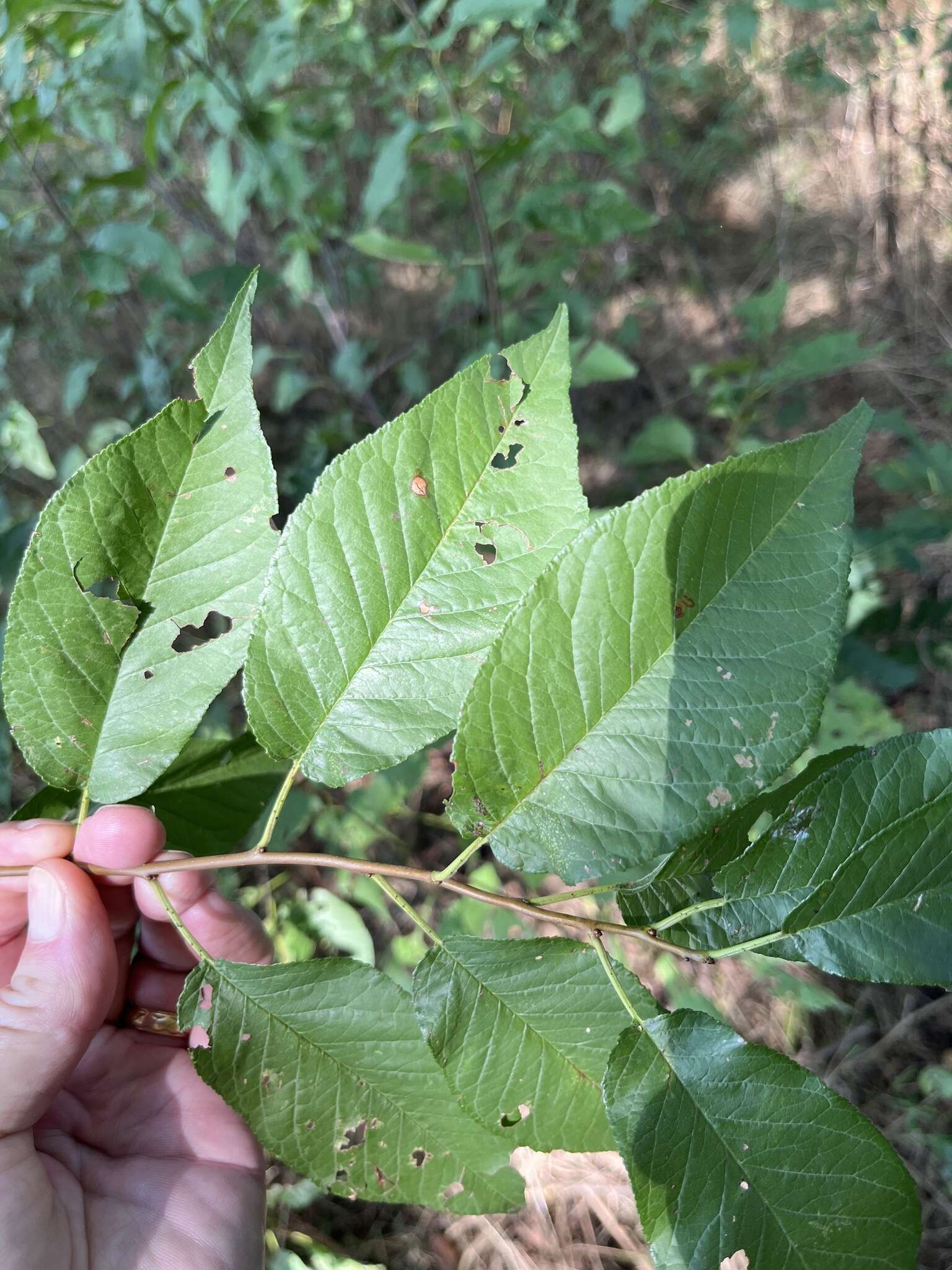 Plancia ëd Prunus munsoniana W. F. Wight & Hedrick