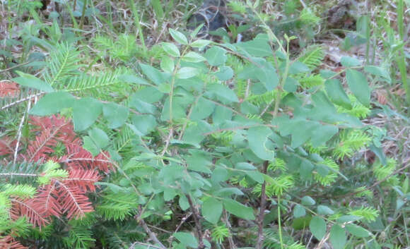 Image of common pricklyash