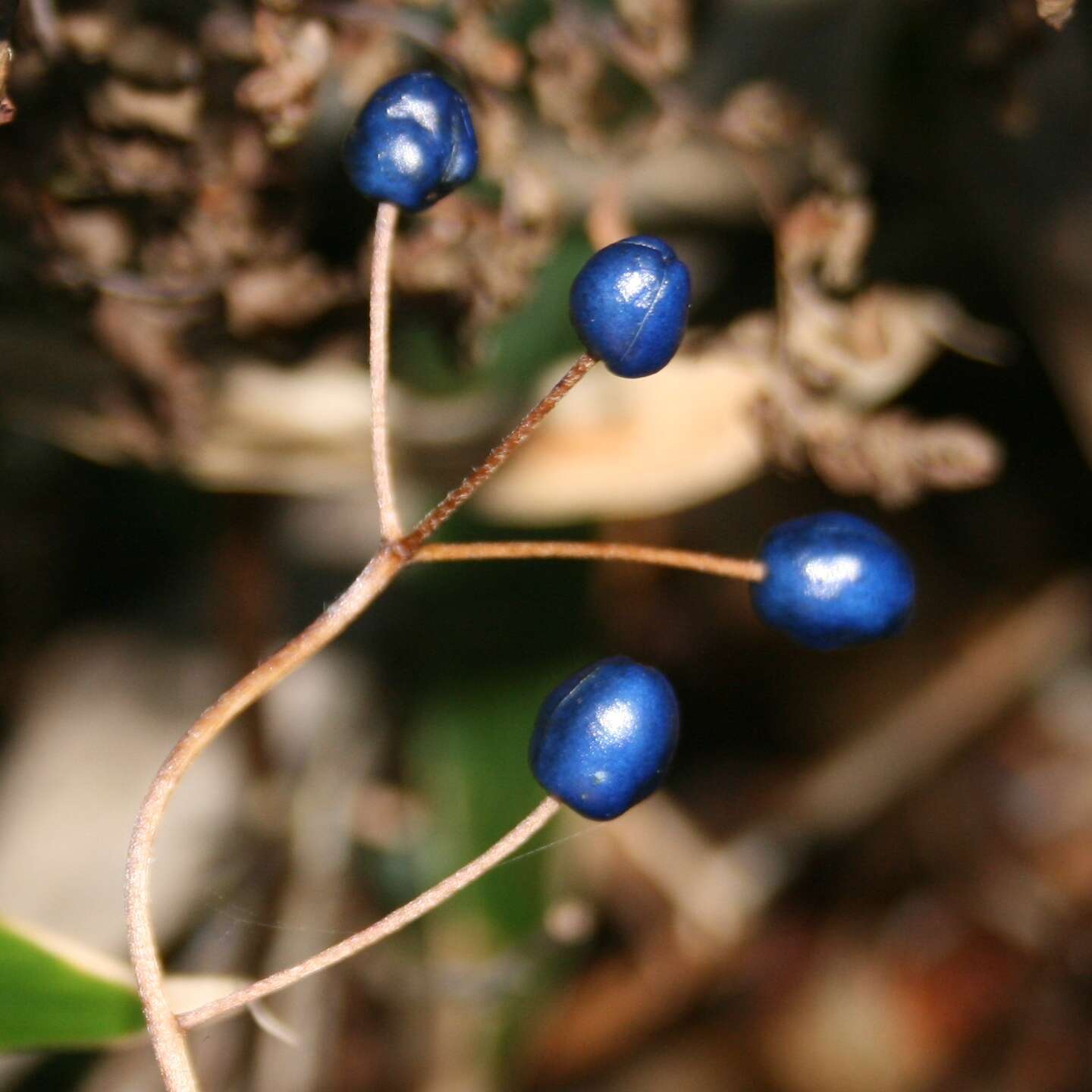 Image of Clintonia udensis Trautv. & C. A. Mey.