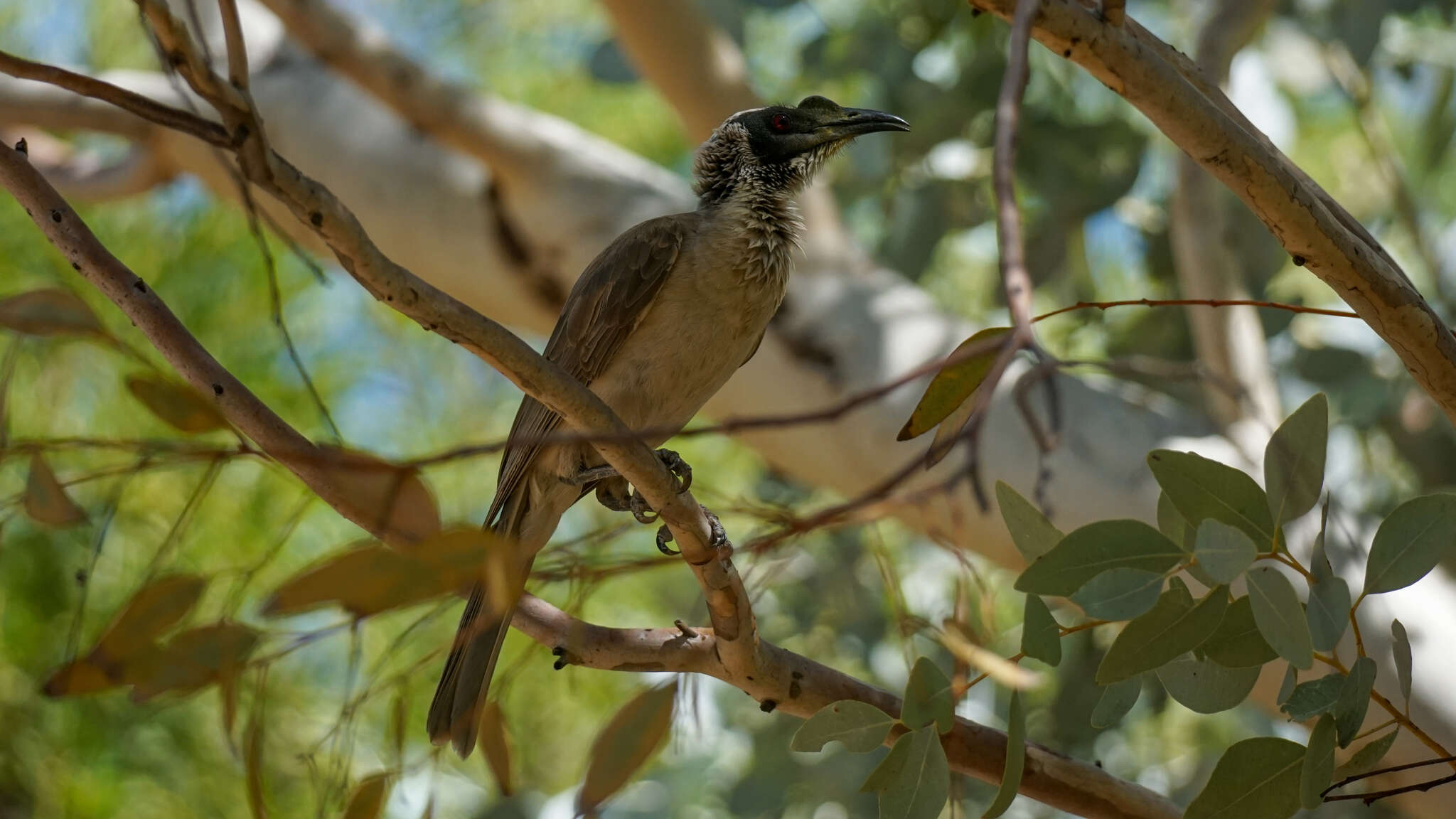 Image of Silver-crowned Friarbird