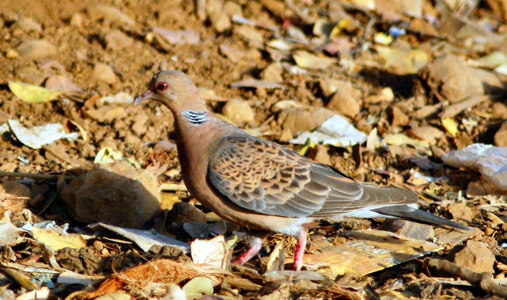 Image of Oriental Turtle Dove