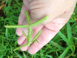 Plancia ëd Eleusine indica (L.) Gaertn.