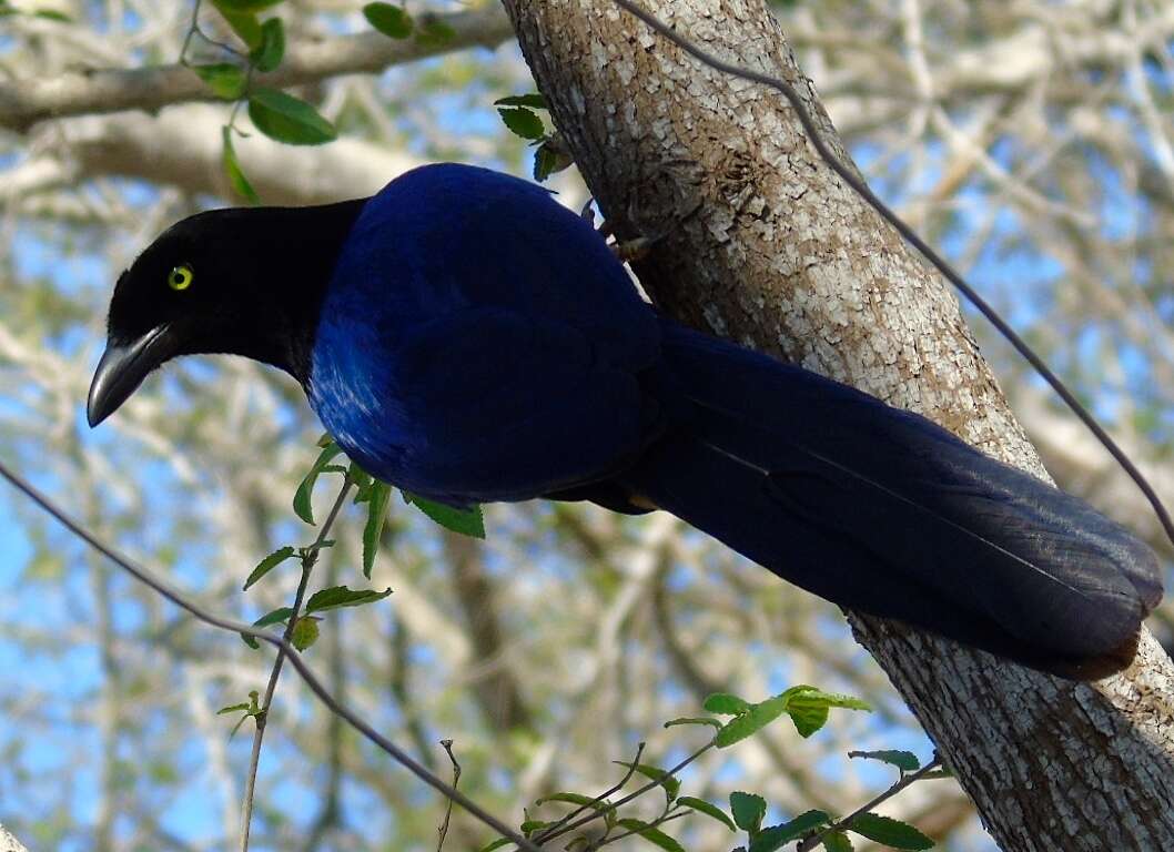 Image of Purplish-backed Jay