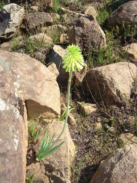 Image de Kniphofia drepanophylla Baker