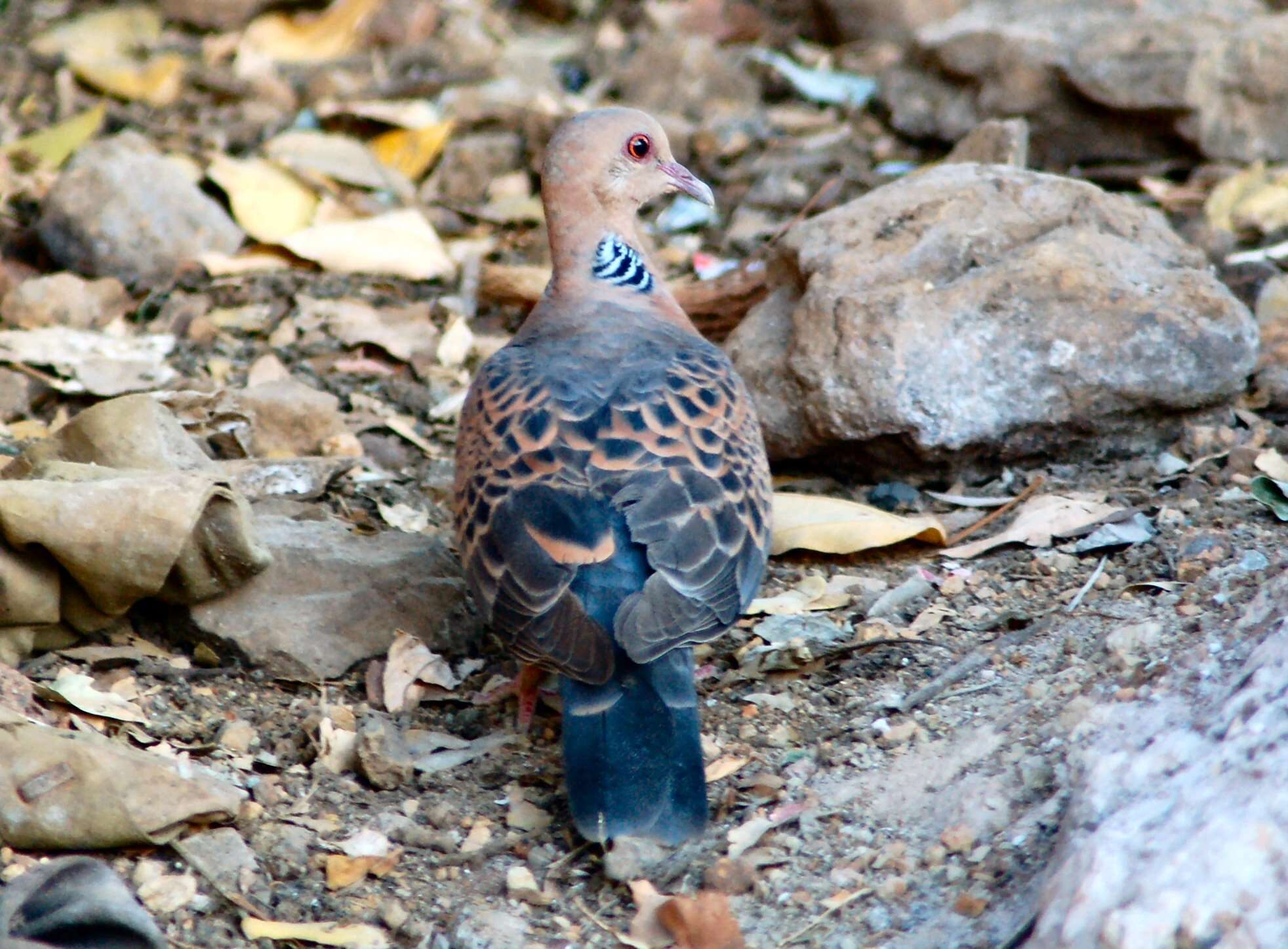 Image of Oriental Turtle Dove