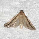 Image of Acrapex albicostata Hampson 1916