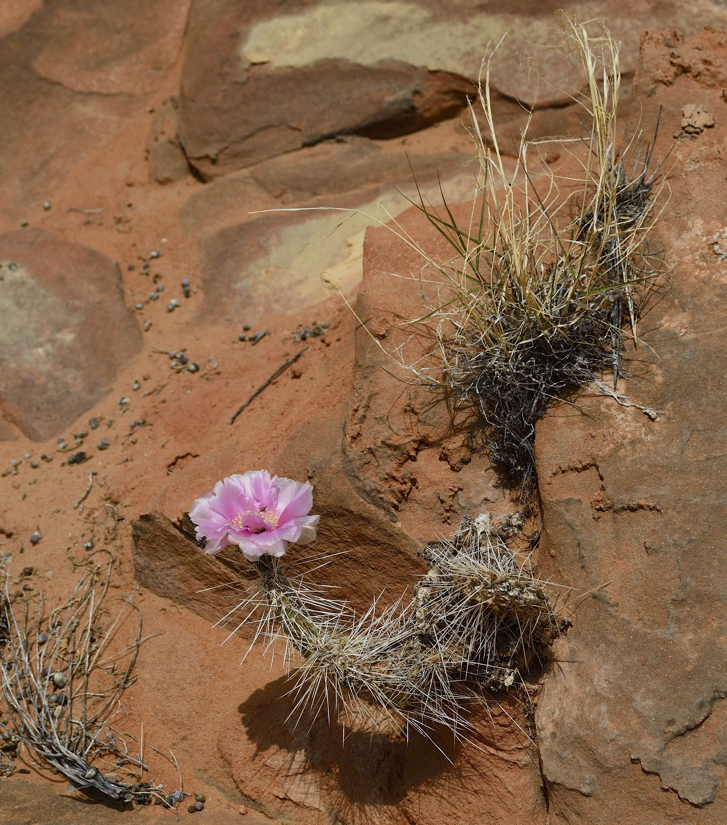 Image of Panhandle Prickly-pear