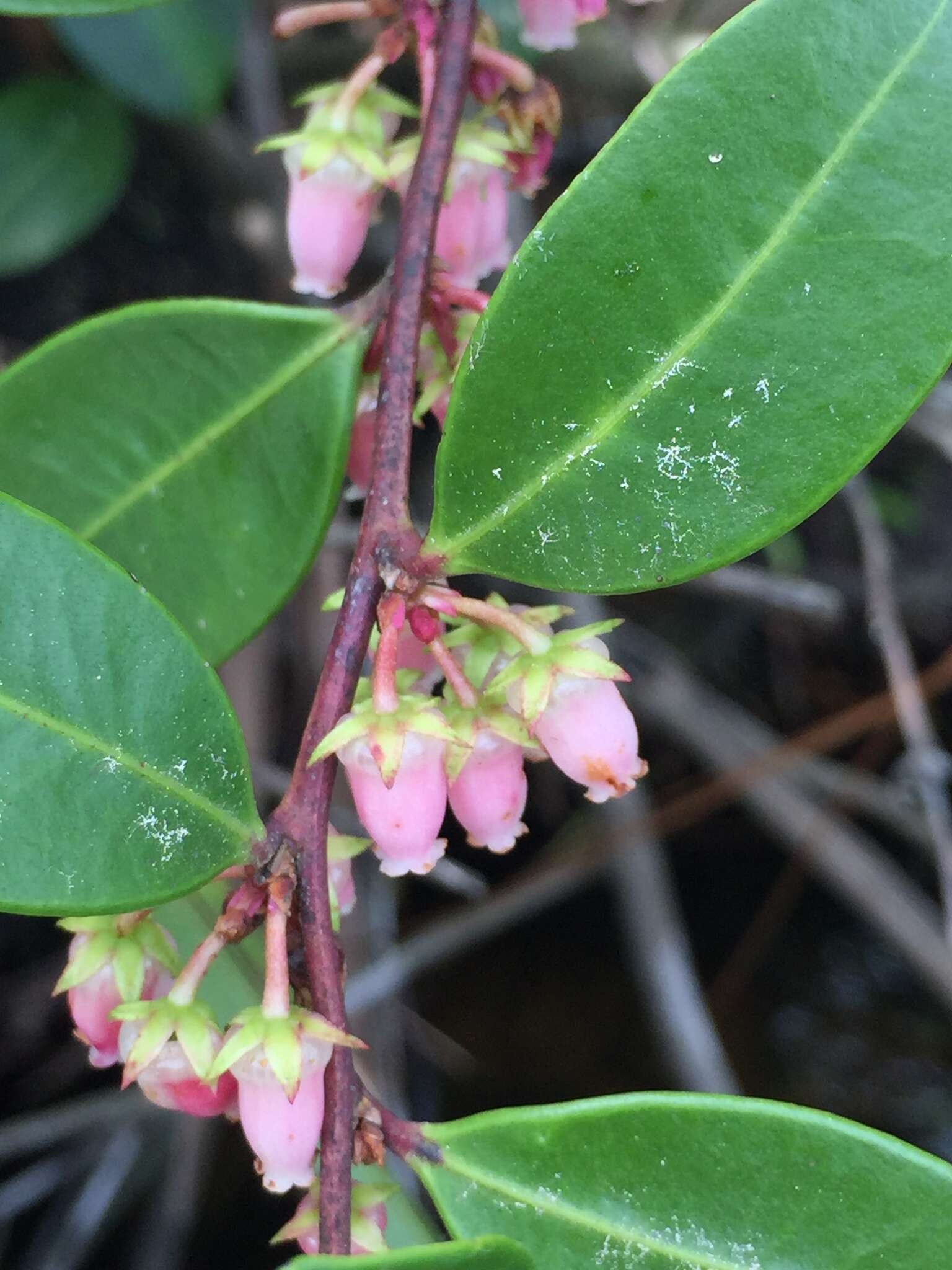 Lyonia lucida (Lam.) C. Koch resmi