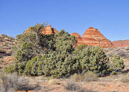 Image of Bigberry Juniper