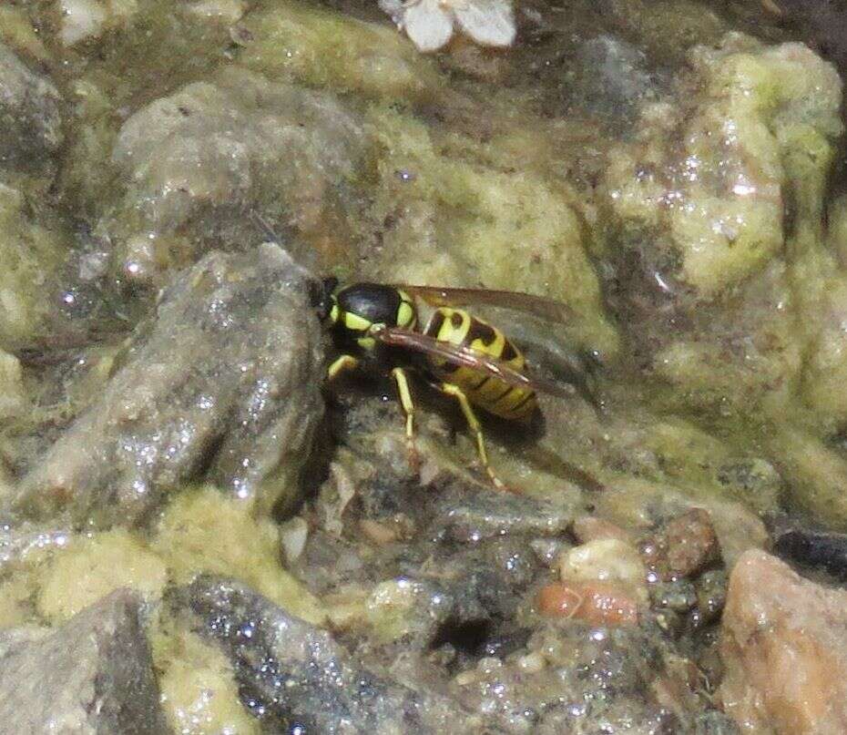 Image of Prairie Yellowjacket