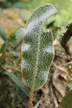 Image de Elaphoglossum lehmannianum Christ