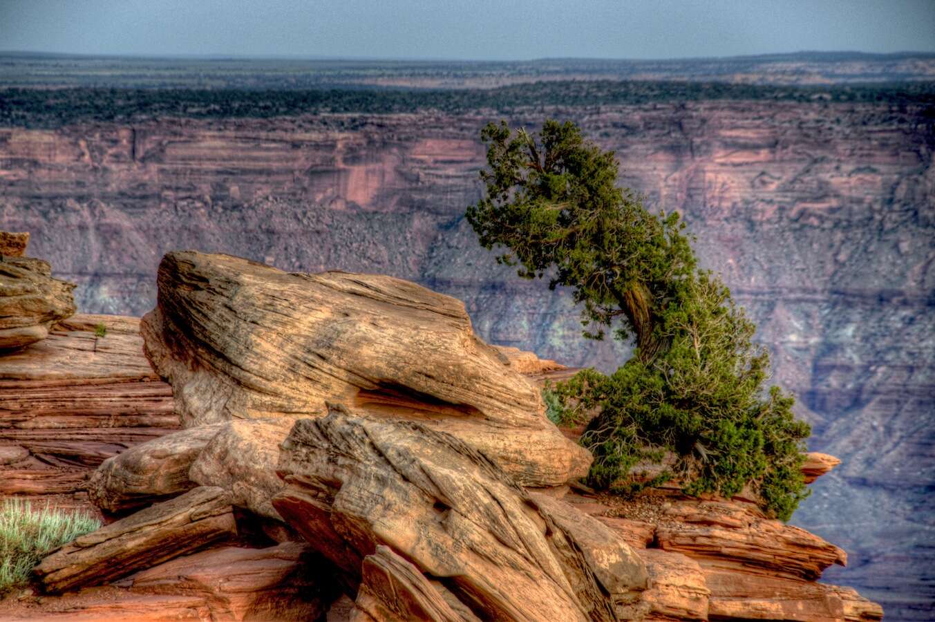 Image of Bigberry Juniper