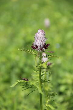 Imagem de Pedicularis atropurpurea Nordm.