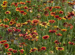 Image of Common perennial gaillardia